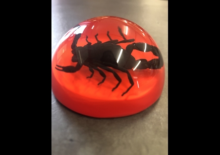 Paperweight Dome small - Black scorpion 