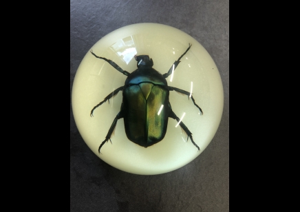 Paperweight Dome small - Rose Chafer beetle- GLOW IN THE DARK