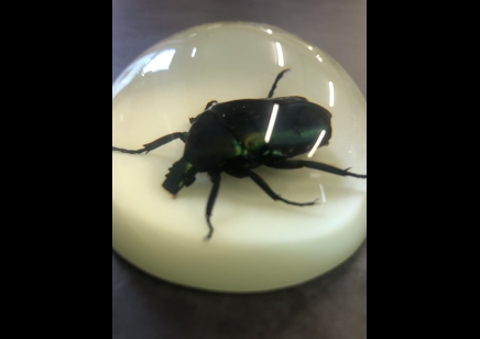 Paperweight Dome small - Rose Chafer beetle- GLOW IN THE DARK