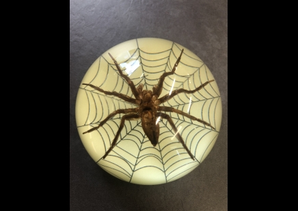 Paperweight Dome- small  Spider with web