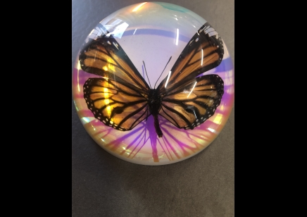 Paperweight Dome Large-Common Tiger Butterfly