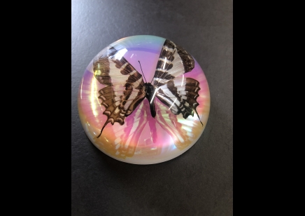 Paperweight Dome Large- Swallowtail Butterfly (Iridescent)