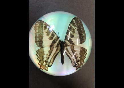 Paperweight Dome Large- Swallowtail Butterfly (Iridescent)