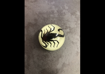 Fridge Magnet- Black Scorpion- (Glow in the dark)