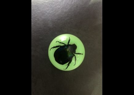 Fridge Magnet- Green Rose Chafer Beetle ( Glow in the dark)