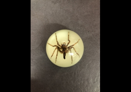 Fridge Magnet- Spider ( Glow in the dark )