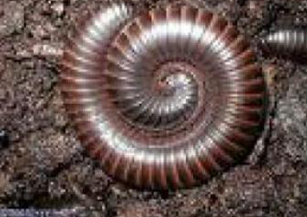 Chocolate Brown Millipede