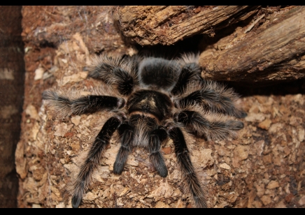 Tliltocatl albopilosus - Curly Hair Tarantula CB