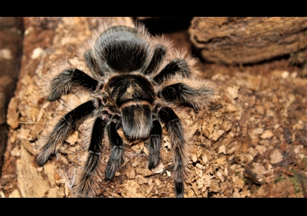 Tliltocatl Albopilosus Hobby (C/B by BugzUK)