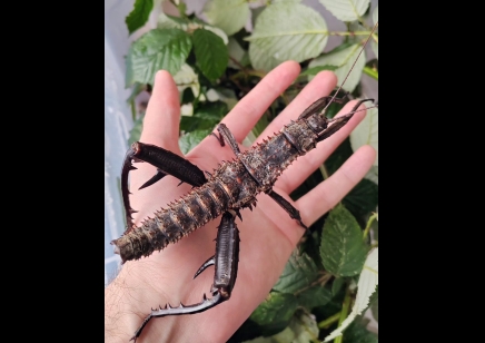 Stick And Leaf Insects Eurycantha Horrida Thorny Devil Stick Insects CB