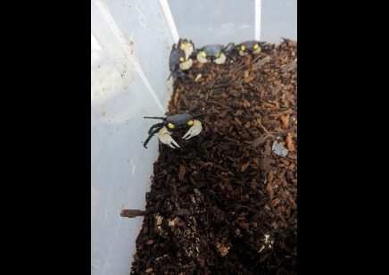 Geosesarma dennerle - White Claw Vampire Crab 1 left