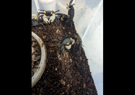 Geosesarma dennerle - White Claw Vampire Crab 1 left