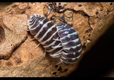 Armadillidium maculatum - Zebra Isopod (CB by BugzUK)