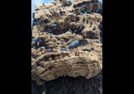 Armadillidium maculatum - Zebra Isopod (CB by BugzUK)