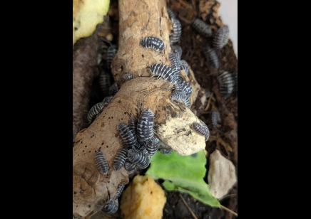 Armadillidium maculatum - Zebra Isopod (CB by BugzUK)