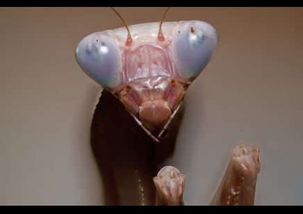 Hierodula membrenacea - Giant Asian Mantis  L5 Sexed pair CB