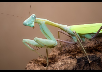 Hierodula membrenacea - Giant Asian Mantis  L5 Sexed pair CB