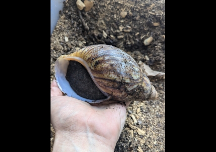 Archachatina marginata Ovum -Giant African Land Snail XXL SIZE APPROX 16+cm