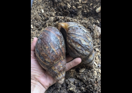 Archachatina marginata Ovum -Giant African Land Snail XXL SIZE APPROX 16+cm