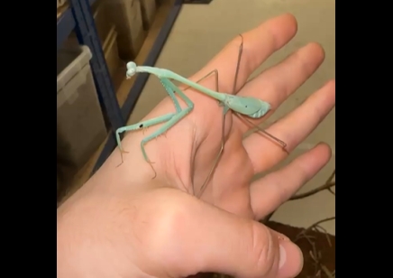 Phasmomantella nuichuana - Nuichuana Stick Mantis (very large species) CB