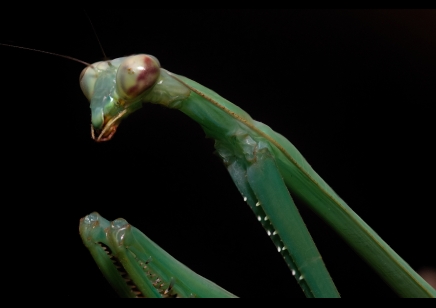 Phasmomantella nuichuana - Nuichuana Stick Mantis (very large species) CB