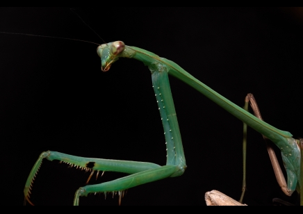 Phasmomantella nuichuana - Nuichuana Stick Mantis (very large species) CB