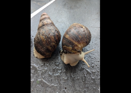 Archachatina marginata albino - Giant African Land Snail Albino