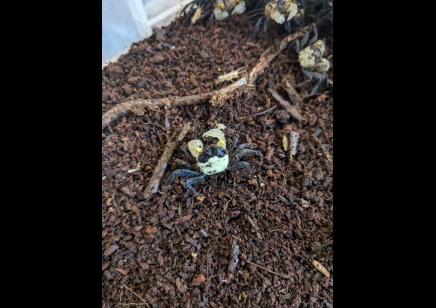 Geosesarma dennerle - Falcon Vampire crab