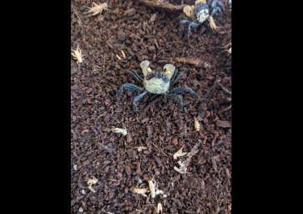 Geosesarma dennerle - Falcon Vampire crab