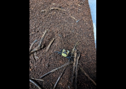 Geosesarma dennerle - Falcon Vampire crab (new to hobby) 6  left