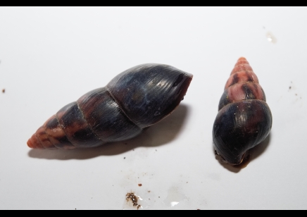 Limicolaria aethiops