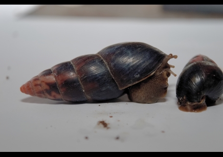 Limicolaria aethiops