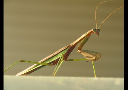 Tenodera sinensis - Chinese mantis CB