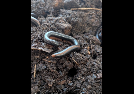 Prinopetalum stulmanni - Metallic Millipede