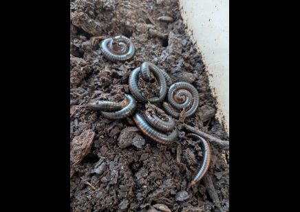 Prinopetalum stulmanni - Metallic Millipede