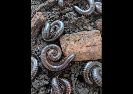 Spirostreptus Sp Nigeria