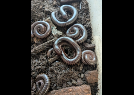 Spirostreptus Sp Nigeria
