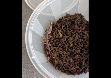 Alipes grandidieri - Feather Tailed Centipede Peedlings CB by BugzUK