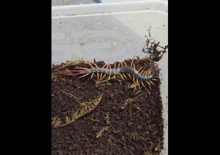 Alipes grandidieri - Feather Tailed Centipede Peedlings CB by BugzUK