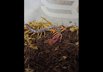 Alipes grandidieri - Feather Tailed Centipede Peedlings CB by BugzUK