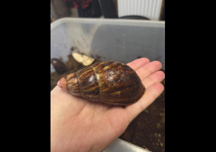 Archachatina marginata suturalis - Pink Tipped Giant African Land Snail