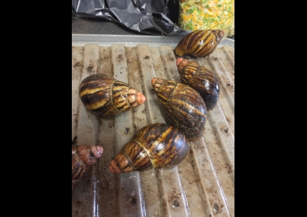 Archachatina marginata suturalis - Pink Tipped Giant African Land Snail