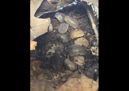 Laevicaulis sp. nigeria - Pancake Slug