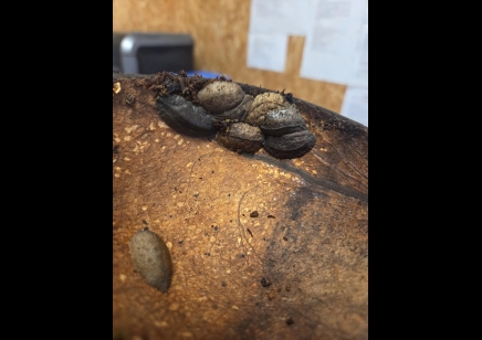 Laevicaulis sp. nigeria - Pancake Slug