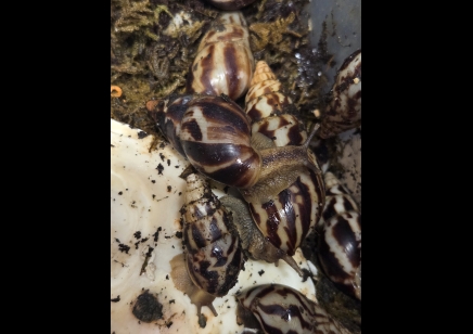 Limicolaria flammea - Benin Dark Stripe