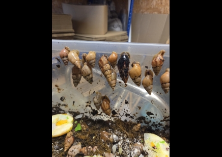Limicolaria Sp - Random mix