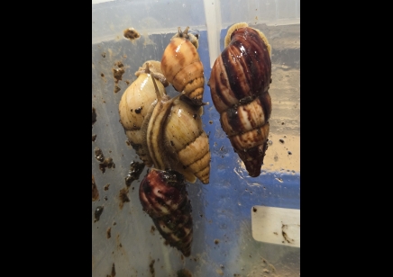 Limicolaria Sp - Random mix