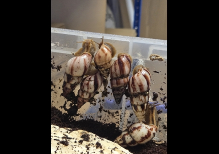Limicolaria agathina