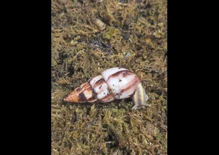 Limicolaria agathina