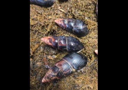 Limicolaria flammea - Black Shell